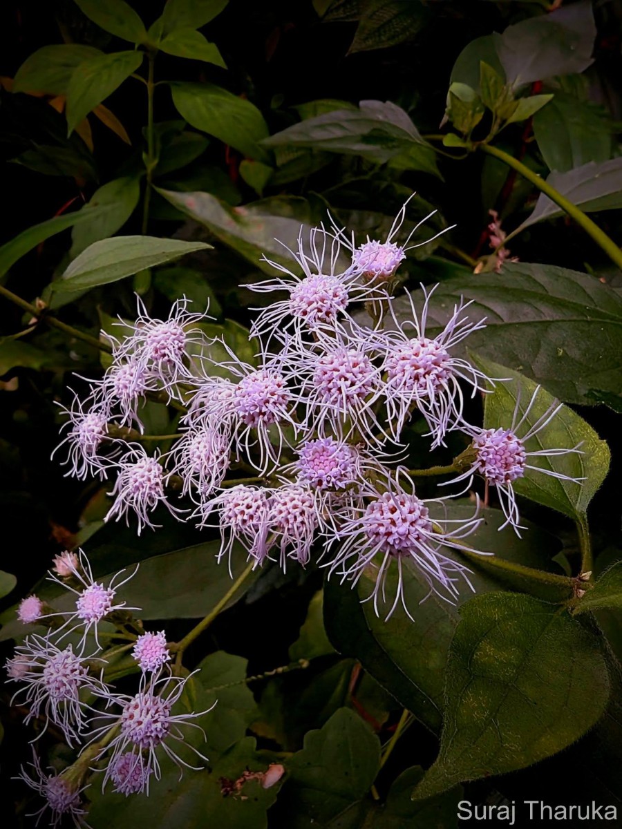 Chromolaena odorata (L.) R.M.King & H.Rob.